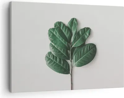 Produktbild von Bild auf Leinwand - Leinwandbild - Einteilig - Blätter Pflanzen Botanik - 70x50cm - Wand Bild - Wanddeko - Wandbilder - Leinwanddruck - Bilder - Wanddekoration - Leinwand bilder - AA70x50-4956
