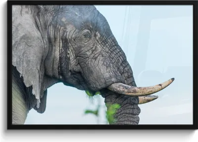 Produktbild von MuchoWow® MuchoWow® Gerahmtes Poster Elefant - Tiere - Grau - Natur 90x60 cm - Poster mit zchwarzem Bilderrahmen - Fotorahmen - Foto-Plakat