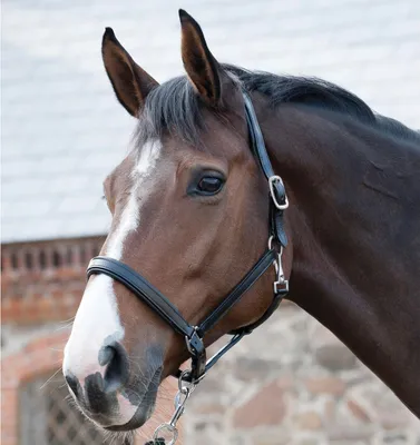 Produktbild von Horse Guard Lederhalfter - schwarz - Pony