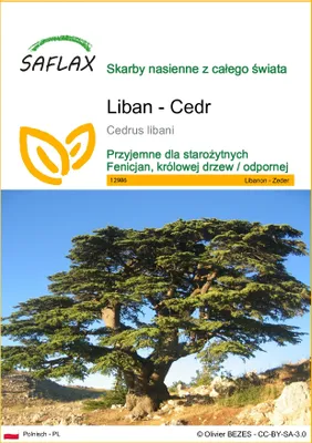 Zdjęcie produktu dla SAFLAX - Liban - Cedr - 20 Nasiona - Cedrus libani