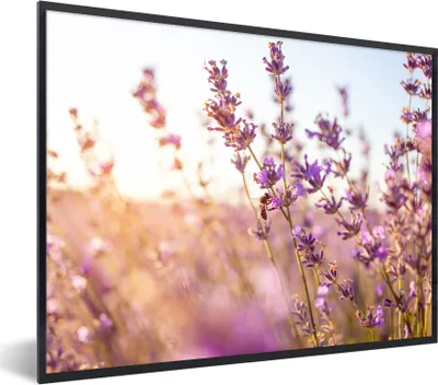Produktbild von MuchoWow® Gerahmtes Poster Lavendel - Nahaufnahme - Sonne - Blumen - Lila 80x60 cm - Poster mit Schwarzem Bilderrahmen Wandposter Rahmen Foto Bilder - Schwarzem - Mit Gestell
