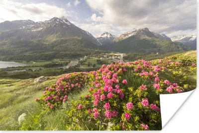Produktbild von MuchoWow® Poster Blumenwiese - Berge - Rosa 180x120 cm - Fotoplakat