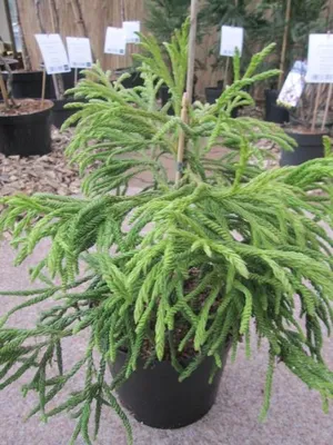 Produktbild von Japanische Sicheltanne Spiralis - Cryptomeria japonica - 30-40cm