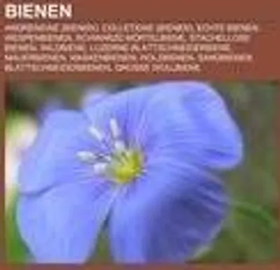 Produktbild von Bienen