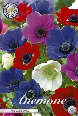 Artikelbild 2 von 'Anemone The Caen Gemengd (15 Stück)' aus der Kategorie Anemonenknollen
