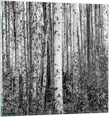 Produktbild von Bilder auf glas - Einteilig - Birken Wald Monochrom - 50x50cm - Glasbilder - Wandbilder - Bilder - zum Aufhängen bereit - Wanddekoration aus Glas - Glas Bilder - Wandbild auf Glas - GAC50x50-4643