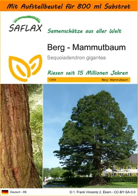 Produktbild von SAFLAX - Garden in the Bag - Berg - Mammutbaum - 50 Samen - Mit Anzuchtsubstrat im praktischen, selbst aufstellenden Beutel - Sequoiadendron gigantea