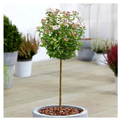 Produktbild von Viburnum tinus Baum Immergrün Topf-Zierbäume für kleine Gärten