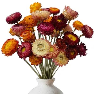 Produktbild von Trockenblumen Gänseblümchen Mehrfarbig 20 Stück ca. 35 cm