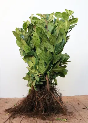 Produktbild von Prunus laurocerasus 'Novita', Kirschlorbeer, immergrün, 40–60 cm