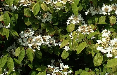 Zdjęcie produktu dla Viburnum plic. 'Lanarth' - Snowball 40- 60 cm - Pojemnik