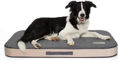 A border collie dog lies on a gray and tan orthopedic dog mattress against a white background.