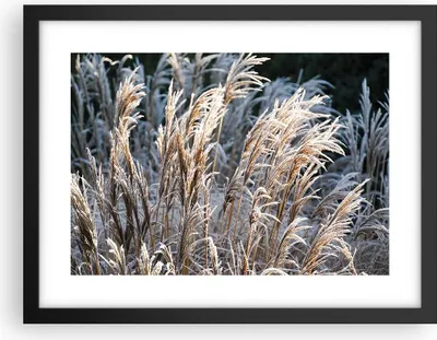 Produktbild von Gerahmtes Poster - Schwarzer Rahmen - Stock Ähren Boho - 40x30 cm - Wand Bild - Wanddeko - Wandbilder - Kunstposter - Wandposter - Bilderrahmen - Bilder - Kunstdruck - Wanddekoration - P2BAA40x30-4523