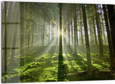 Produktbild von DEQORI Küchenrückwand Glas 60x40 cm 'Waldlichtspiele' Spritzschutz Bad Rückwand Küche