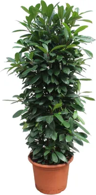Zdjęcie produktu dla Drzewo kauczukowe - Ficus Cyathistipula - 230cm - ø60cm