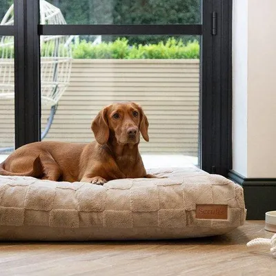 Image de Lit pour chien en plastique, vert, grand format