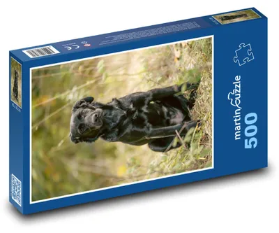 Obrázek produktu pro martinpuzzle - Puzzle 500 - Černý labrador - pes