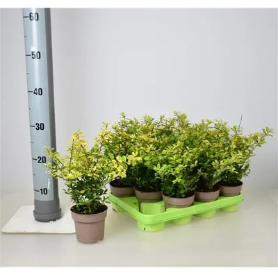 Produktbild von Ilex crenata Golden Gem 1 Stück ca. 15 cm - Goldgelber Bergilex - Buchsbaumersatz - Alternativen zu Buch