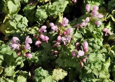 Productafbeelding van 6 x *Lamium maculatum* 'Pink Pewter' - Vlekvaren - Pot van 9 x 9 cm