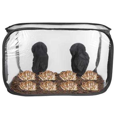 A mushroom growing tent with mushrooms growing inside.