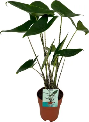 Zdjęcie produktu dla Alocasia Zebrina Ø19Cm - ↕75Cm