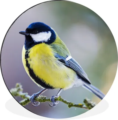 Produktbild von MuchoWow® Aluminium Wandkreis Kohlmeise - Vogel - Zweig Ø 60 cm Wanddeko Modern Wohnzimmer - Wand Kreis - Wandbild - Schlafzimmer - Aluminium Bild - Kinderzimmer - Wohnzimmer Dekoration - Wandschmuck