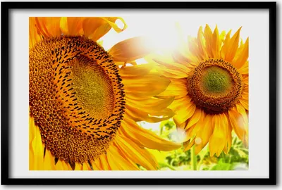 Produktbild von Bild 60x40 MDF-Rahmen, Wandkunst Sunflowers