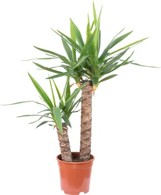 Produktbild von Palmlilie 2-stämmig - Yucca Elephantipes Palme 45/20 - Höhe ca. 80 cm, Topf-Ø 17 cm