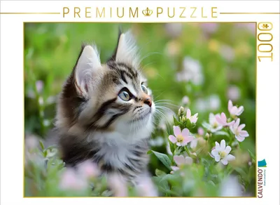 Produktbild von CALVENDO Puzzle Verträumte Katze in der Wiese | 1000 Teile Lege-Größe 64x48cm Foto-Puzzle für glückliche Stunden