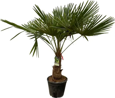 Produktbild von Trendyplants - Trachycarpus Fortuneii - Höhe 190-210 cm - Winterharte - Chinesische Fächerpalme - Gartenpflanze - Topfgröße Ø40cm