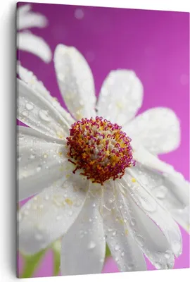 Produktbild von Bild auf Leinwand - Leinwandbild - Einteilig - Blume frühling garten - 50x70cm - Wand Bild - Wanddeko - Wandbilder - Leinwanddruck - Wanddekoration - Leinwand bilder - Wandbild - PA50x70-2469