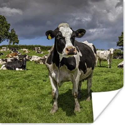 Produktbild von MuchoWow® Poster Kühe - Tiere - Friesisch 50x50 cm - Wohnzimmerdekoration