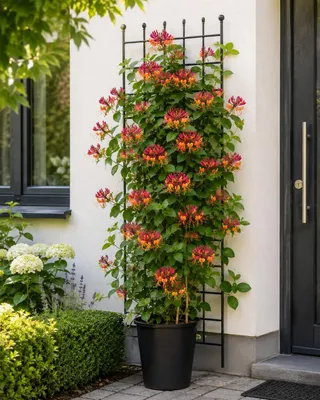 Obrázek produktu pro Lonicera heckrottii Goldflame, 60–80 cm – Vonilá plíživá, zimuvzdorná popínavá rostlina s červeno-žlutými květy, vhodná do zahrady i na balkon