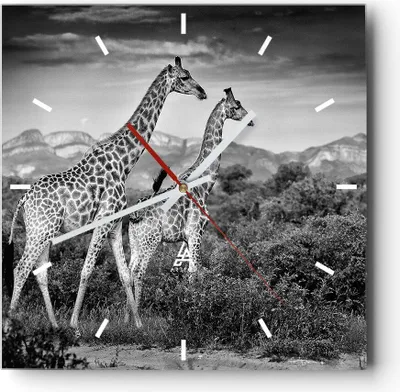 Produktbild von Wanduhr - Quadrat - Glasuhr - Giraffen Schwarzweiß Fotografie - 40x40cm - Schleichendes Uhrwerk - Lautlos - zum Aufhängen bereit - Dekoration Modern - Wanddekoration aus Glas - C3AC40x40-4441