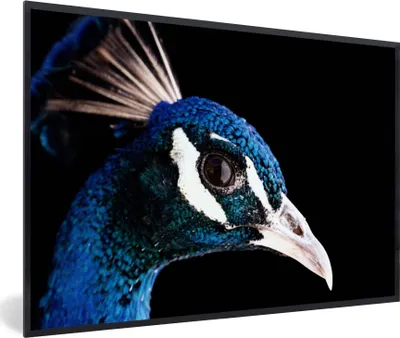 Produktbild von MuchoWow® MuchoWow® Gerahmtes Poster Pfau - Tier - Blau 30x20 cm - Poster mit zchwarzem Bilderrahmen - Kunstdruck - Bild-Poster