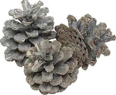 Produktbild von Weiße Deko-Schwarzkieferzapfen 5-9cm 1kg Naturdeko