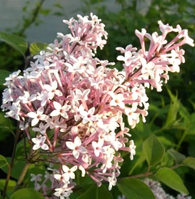Image de Lilas nain odorant Syringa microphylla Superba 40 - 60 cm Floraison longue durée