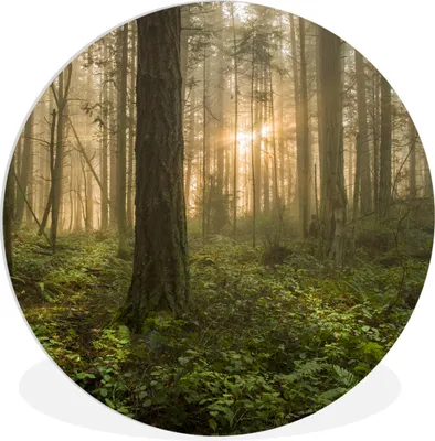 Produktbild von MuchoWow® Rundes Wandbild - Runde Bilder Wald - Sonne - Licht Ø 90 cm Kreis Wanddekoration Kunststoff - Wandkreis - Wandschmuck - Wand-Kreis - Wohnzimmer - Bild - Runde - Wanddeko - Dibond - Kunstdrucke