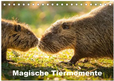 Produktbild von Magische Tiermomente (Tischkalender 2027 DIN A5 quer), CALVENDO Monatskalender