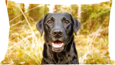 Produktbild von MuchoWow® Zierkissen Sofakissen Wohnzimmer Dekokissen 60x40 cm Glücklicher schwarzer Hund - Kopfkissen - Polster mit Foto