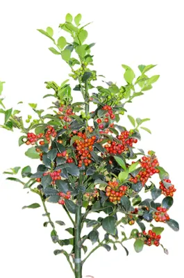 Immagine prodotto di Agrifoglio Ilex Heckenfee standard 80 - 100 cm Ilex Meserveae