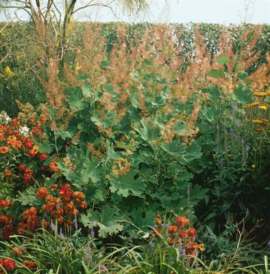 Produktbild von Macleaya microcarpa 'Kelway's Coral Plume', rosa Blüten, ca. 11x11 cm Topf