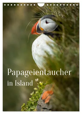 Produktbild von Papageientaucher in Island (Wandkalender 2027 DIN A4 hoch), CALVENDO Monatskalender