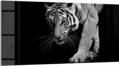 Produktbild von DEQORI Glasbild Echtglas 100x50 cm 'Pirschender Tiger' Wandbild Bild modern Deko