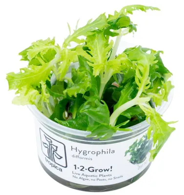 Produktbild von Aquarium Pflanze Hygrophila difformis Tropica Nr.051 TC In Vitro