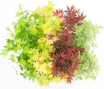 Produktbild von Bloomique - Mischung aus 4 Japanischen Ahornbäumen - Winterharte Pflanzen - Gartenpflanzen Winterhart - Höhe 20-30 cm - Topf 10,5 cm