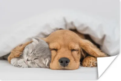 Produktbild von MuchoWow® Poster Haustiere - Hund - Katze - Decke 60x40 cm - Schlafzimmerdekoration