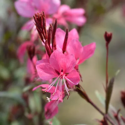 Obrázek produktu pro Gaura lindheimeri Siskiyou Pink – 6 rostlin – Ø9cm – výška 10-25cm – nádherná svíčka – sytě růžové květy – pro záhony, prériové zahrady a květináče