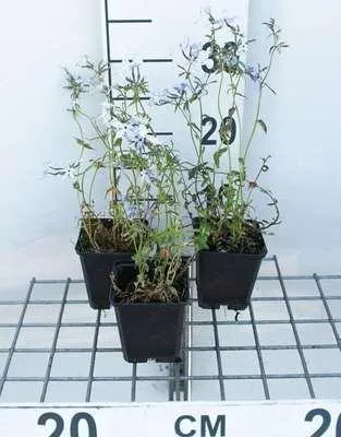 Produktbild von 6 x  Phlox divar. 'Clouds of Perfume' - Flammenblume - Topf 9 x 9 cm