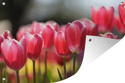 Produktbild von MuchoWow® 90x60 cm Outdoor-Poster Gartendeko Sichtschutz Garten Poster für den Garten  Rosa Tulpenblüten